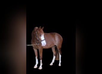 Poni alemán, Caballo castrado, 4 años, 145 cm, Alazán