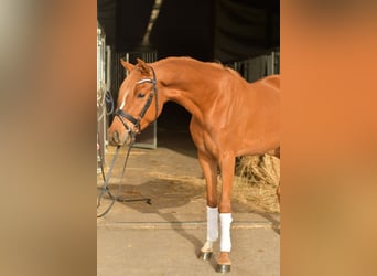 Poni alemán, Caballo castrado, 4 años, 145 cm, Alazán
