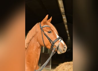 Poni alemán, Caballo castrado, 4 años, 145 cm, Alazán