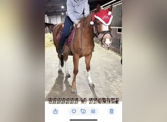 Poni alemán, Caballo castrado, 4 años, 145 cm, Alazán