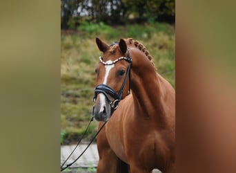 Poni alemán, Caballo castrado, 4 años, 145 cm, Alazán