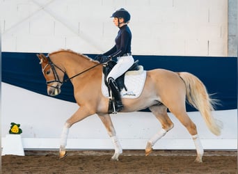 Poni alemán, Caballo castrado, 4 años, 145 cm, Alazán