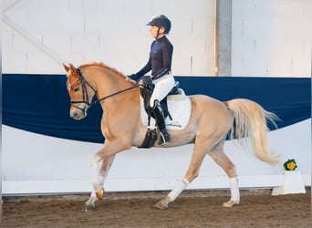 Poni alemán, Caballo castrado, 4 años, 145 cm, Alazán