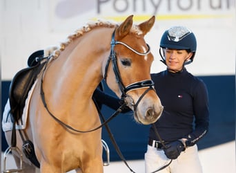 Poni alemán, Caballo castrado, 4 años, 145 cm, Alazán