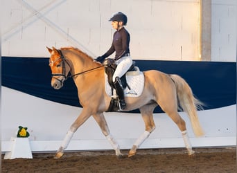 Poni alemán, Caballo castrado, 4 años, 145 cm, Alazán