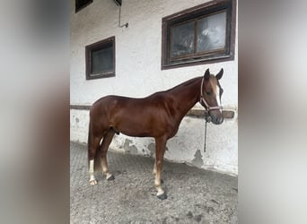 Poni alemán, Caballo castrado, 4 años, 145 cm