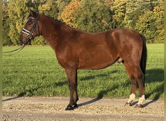 Poni alemán Mestizo, Caballo castrado, 4 años, 145 cm, Castaño