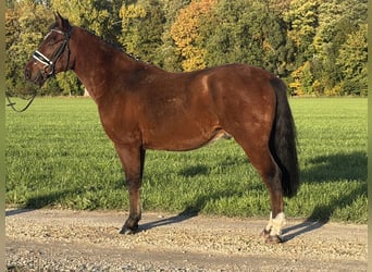 Poni alemán Mestizo, Caballo castrado, 4 años, 145 cm, Castaño