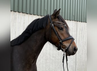 Poni alemán, Caballo castrado, 4 años, 145 cm, Castaño oscuro