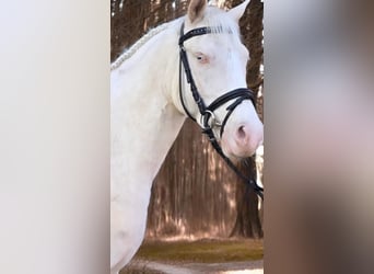 Poni alemán, Caballo castrado, 4 años, 145 cm, Cremello
