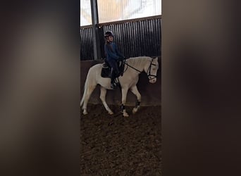 Poni alemán, Caballo castrado, 4 años, 145 cm, Cremello