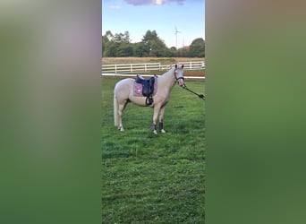 Poni alemán, Caballo castrado, 4 años, 145 cm, Cremello