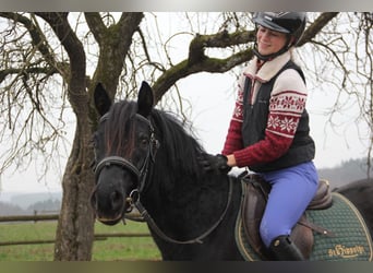 Poni alemán, Caballo castrado, 4 años, 145 cm, Negro