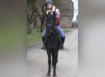 Poni alemán, Caballo castrado, 4 años, 145 cm, Negro