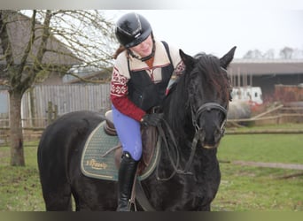 Poni alemán, Caballo castrado, 4 años, 145 cm, Negro