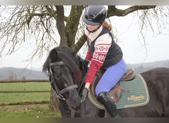 Poni alemán, Caballo castrado, 4 años, 145 cm, Negro