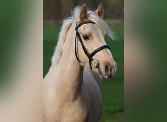 Poni alemán, Caballo castrado, 4 años, 145 cm, Palomino