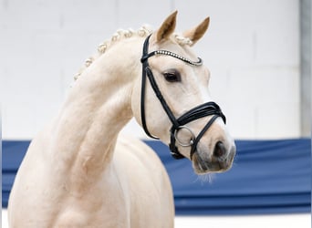 Poni alemán, Caballo castrado, 4 años, 145 cm, Palomino