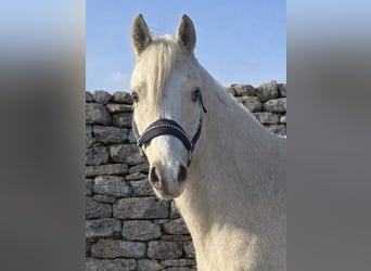 Poni alemán, Caballo castrado, 4 años, 145 cm, Palomino