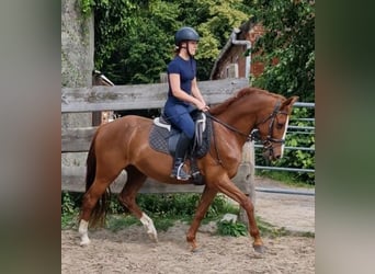 Poni alemán, Caballo castrado, 4 años, 146 cm, Alazán