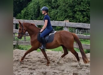 Poni alemán, Caballo castrado, 4 años, 146 cm, Alazán