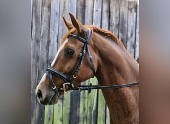 Poni alemán, Caballo castrado, 4 años, 146 cm, Alazán