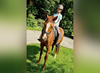 Poni alemán, Caballo castrado, 4 años, 146 cm, Alazán