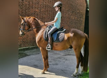 Poni alemán, Caballo castrado, 4 años, 146 cm, Alazán