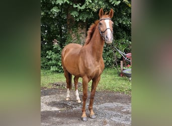 Poni alemán, Caballo castrado, 4 años, 146 cm, Alazán