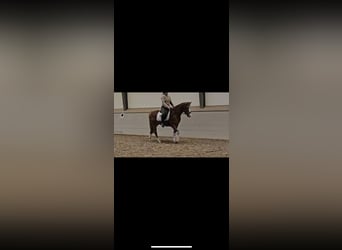 Poni alemán, Caballo castrado, 4 años, 146 cm, Alazán
