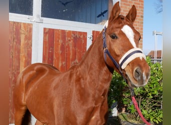 Poni alemán, Caballo castrado, 4 años, 146 cm, Alazán