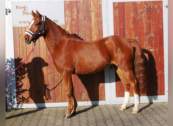 Poni alemán, Caballo castrado, 4 años, 146 cm, Alazán