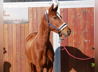 Poni alemán, Caballo castrado, 4 años, 146 cm, Alazán