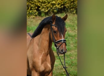 Poni alemán, Caballo castrado, 4 años, 146 cm, Bayo