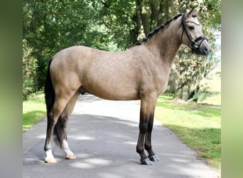 Poni alemán, Caballo castrado, 4 años, 146 cm, Buckskin/Bayo