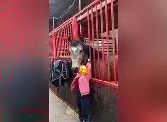 Poni alemán, Caballo castrado, 4 años, 146 cm