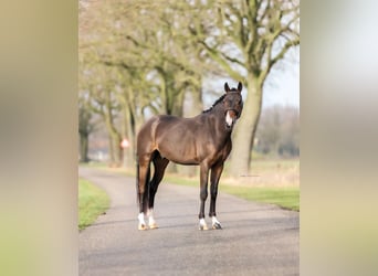 Poni alemán, Caballo castrado, 4 años, 146 cm, Castaño oscuro