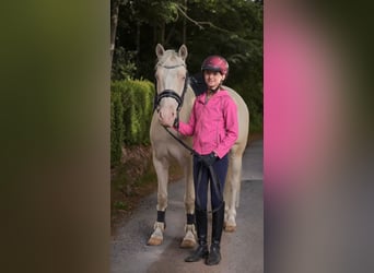 Poni alemán, Caballo castrado, 4 años, 146 cm, Cremello