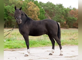 Poni alemán, Caballo castrado, 4 años, 146 cm, Negro