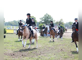 Poni alemán, Caballo castrado, 4 años, 146 cm, Palomino