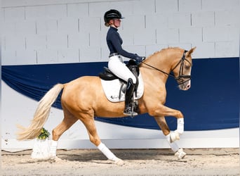 Poni alemán, Caballo castrado, 4 años, 146 cm, Palomino