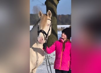 Poni alemán, Caballo castrado, 4 años, 146 cm, Perlino
