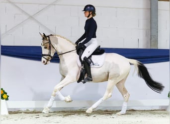 Poni alemán, Caballo castrado, 4 años, 146 cm, Pío