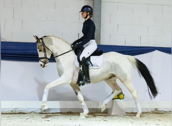 Poni alemán, Caballo castrado, 4 años, 146 cm, Pío