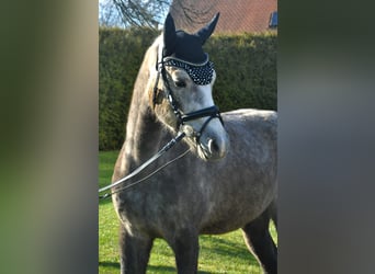 Poni alemán, Caballo castrado, 4 años, 146 cm, Tordo