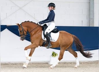 Poni alemán, Caballo castrado, 4 años, 147 cm, Alazán