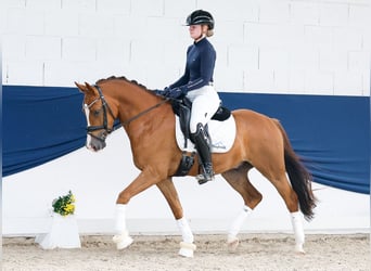 Poni alemán, Caballo castrado, 4 años, 147 cm, Alazán