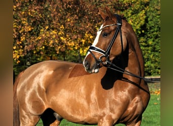 Poni alemán, Caballo castrado, 4 años, 147 cm, Alazán