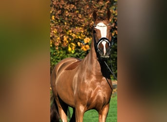 Poni alemán, Caballo castrado, 4 años, 147 cm, Alazán