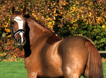 Poni alemán, Caballo castrado, 4 años, 147 cm, Alazán